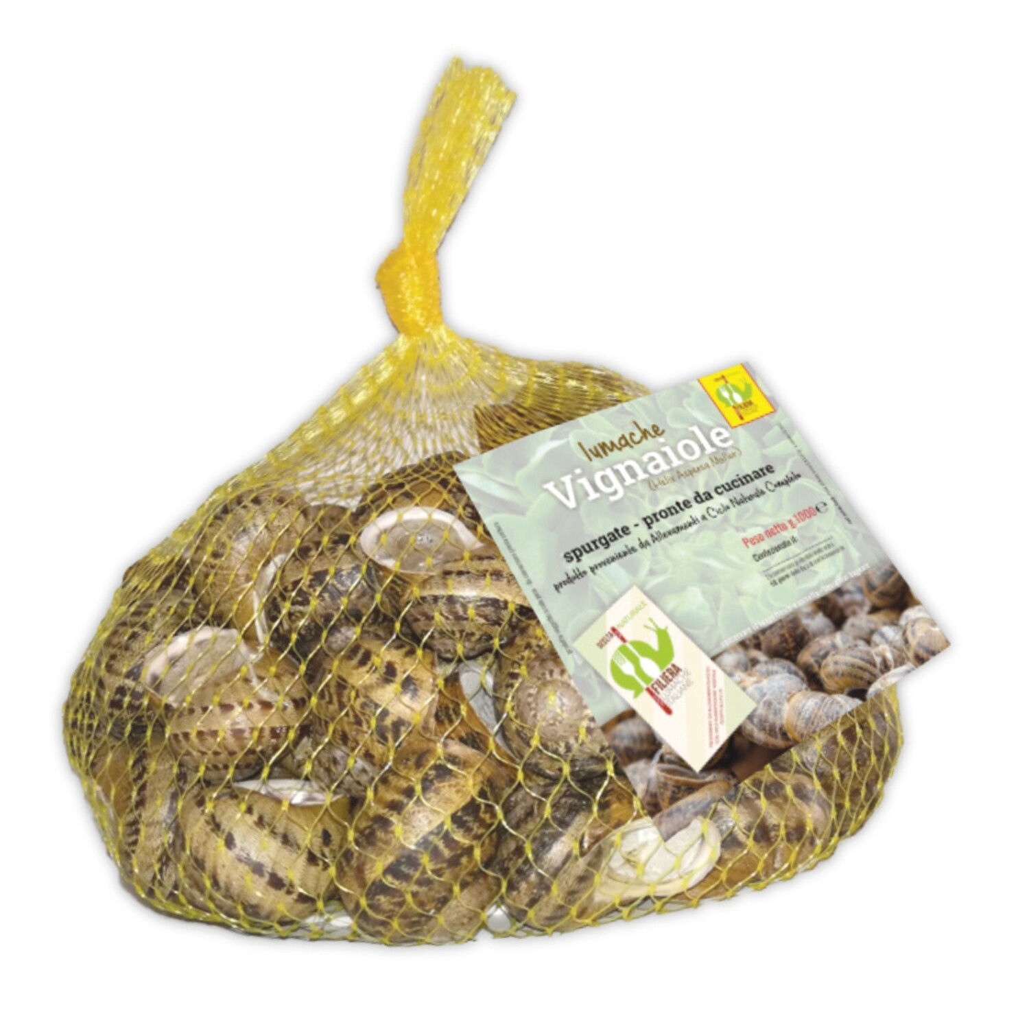 HELIX ASPERSA MULLER - fresco in sacchetti - 1kg