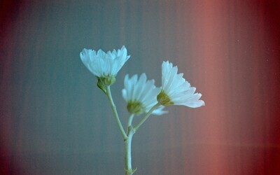 Hanalogital VEINS Filmsoup 135/36