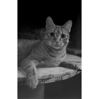 Orginal WOLFEN NP100 is an exceptionally fine grain, 100 ASA, Format 120 black and white photographic film. expired 10/2026
