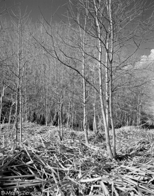 ROLLEI RPX 400 Planfilm 10,2x12,7cm (4x5") 25 sheets black and white filme date 07/2023