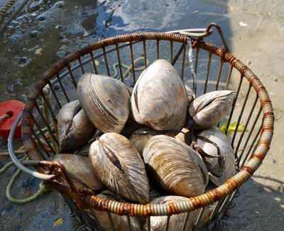Quahog Clams Ceviche