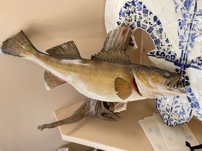 Large Trout Taxidermy 29 in long some damage as is Large Trout Taxidermy 29 in long some damage as is