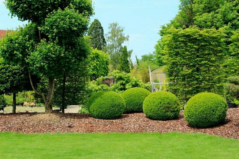 TPSL® Soil Test for Trees & Shrubs