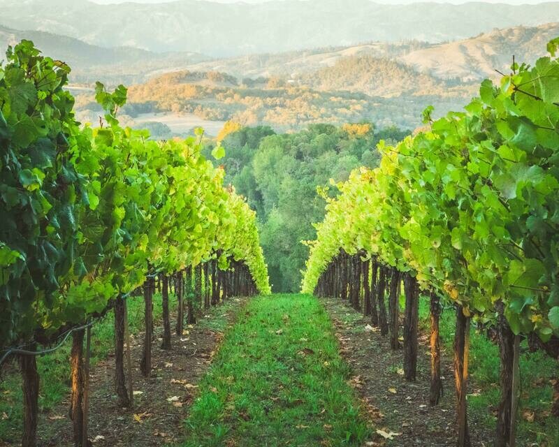 TPSL® Grape Specific Soil Test