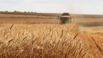 TPSL® Soil Test for Small Grains & Grasses