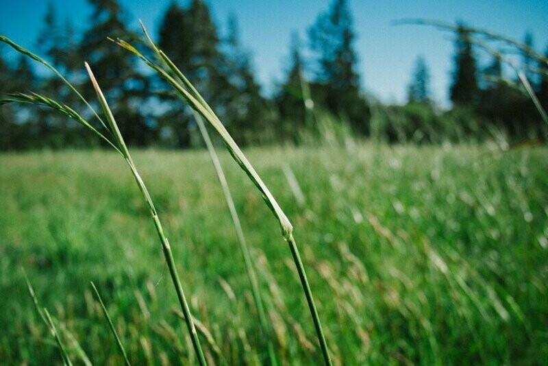 TPSL® Soil Test for Pasture/Forage