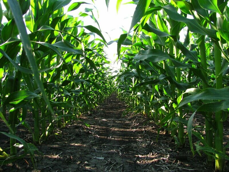 ASK THE PLANT® Sap Test