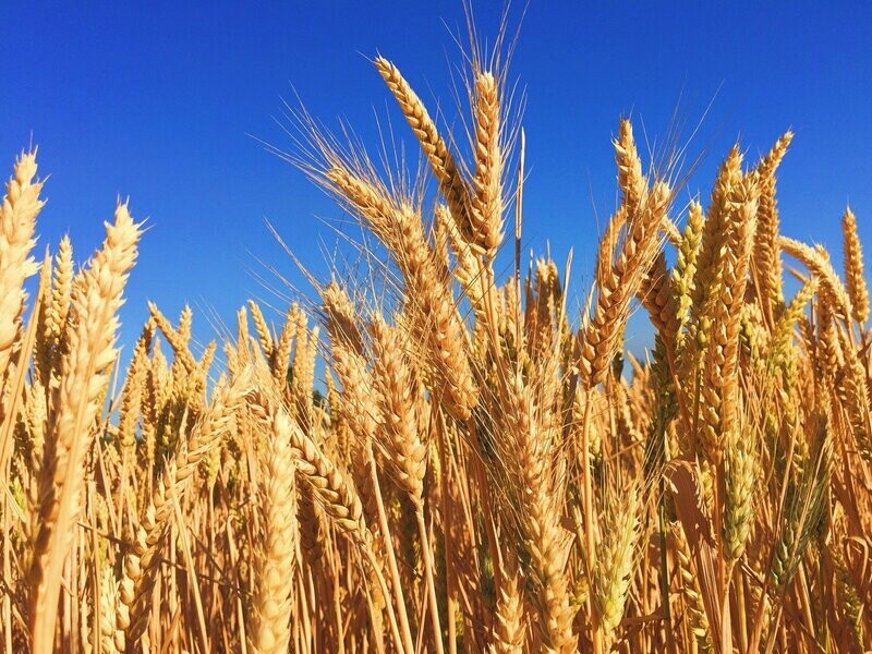 ASK THE PLANT® Analysis - for Cereals