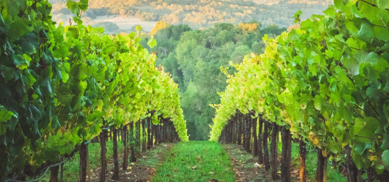 ASK THE PLANT® Analysis - for Grapes