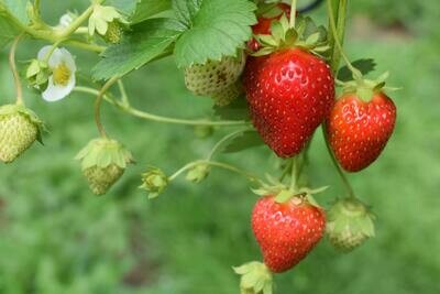 ASK THE PLANT® Analysis - for Strawberries