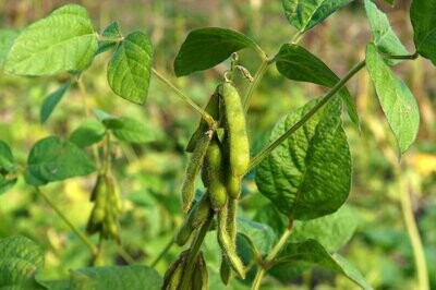 ASK THE PLANT® Analysis - for Legumes