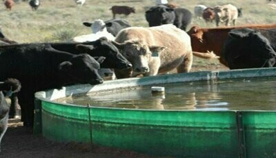 Livestock Suitability Water Analysis