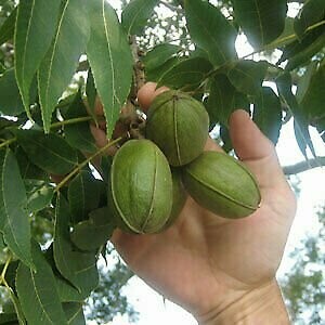 ASK THE PLANT® Analysis - for Pecans