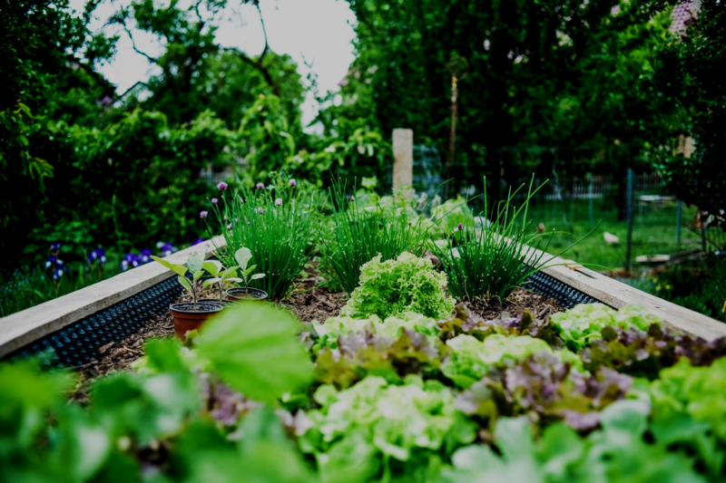 Lawn & Garden Plant Natural® Soil Test with Write-Up and Kit