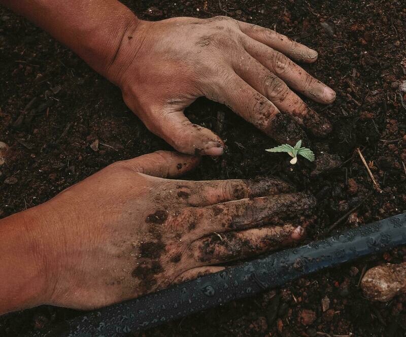 TPSL Plant Natural® Soil Test + LOI