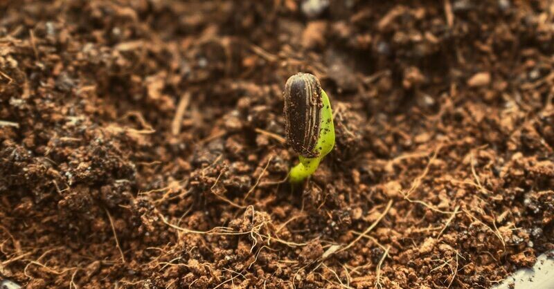 Plant Response Test for Compost (Germination)