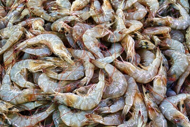 Aquaculture Water Test