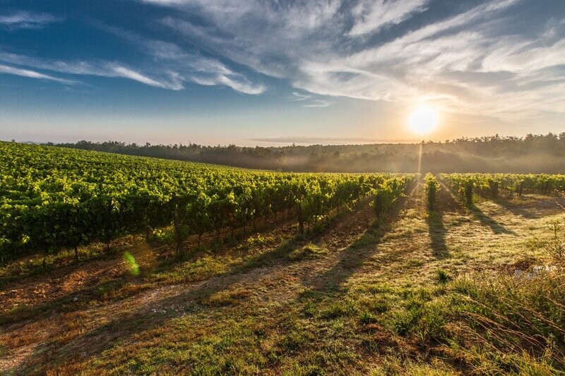 California Plant Natural® Soil Test