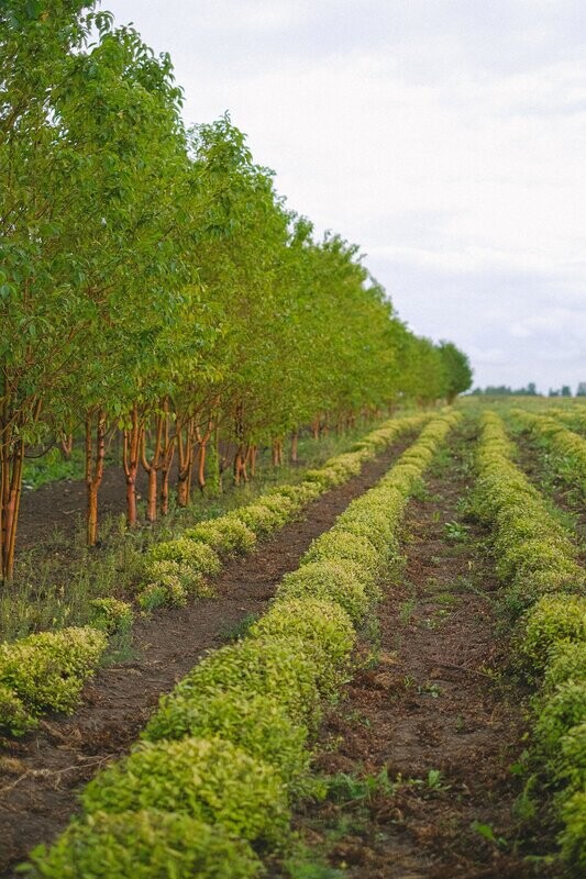California Plant Natural® Soil Test + Health Test