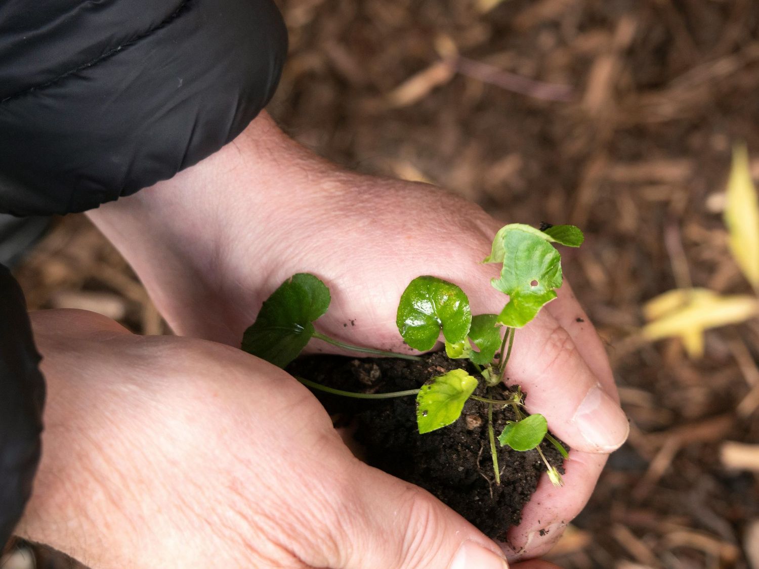 Nitrate and Phosphate Test for Plants