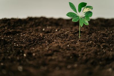 % Total Organic Matter by LOI