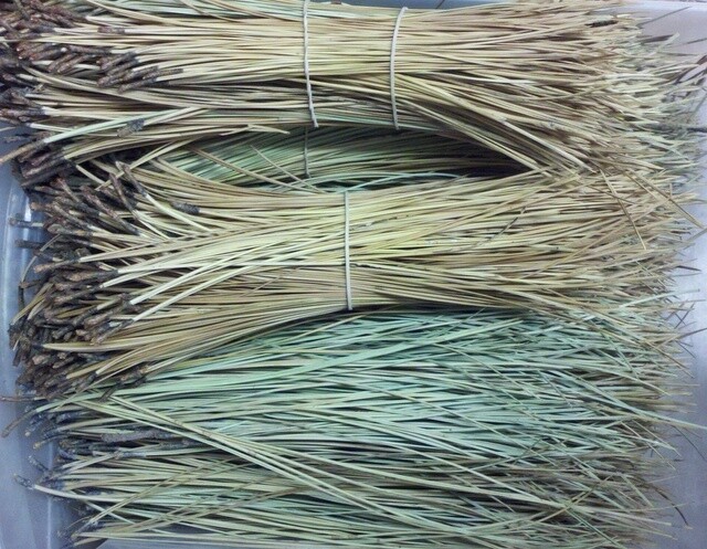 Pine Needles