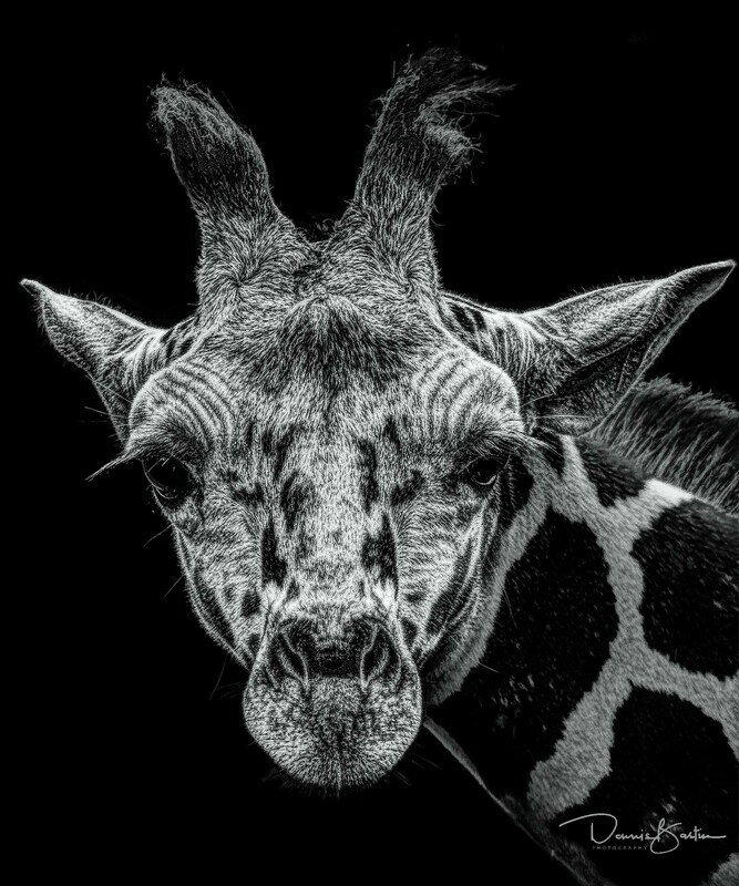 Giraffe Black & White Portrait