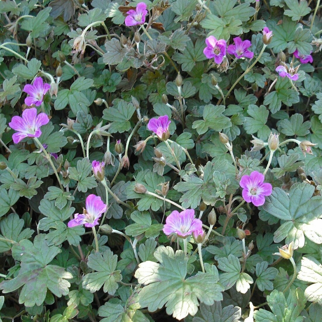 Geranium &lsquo;Orkney Cherry"