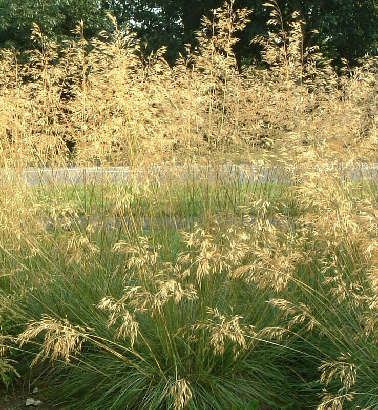 Stipa Gigantea