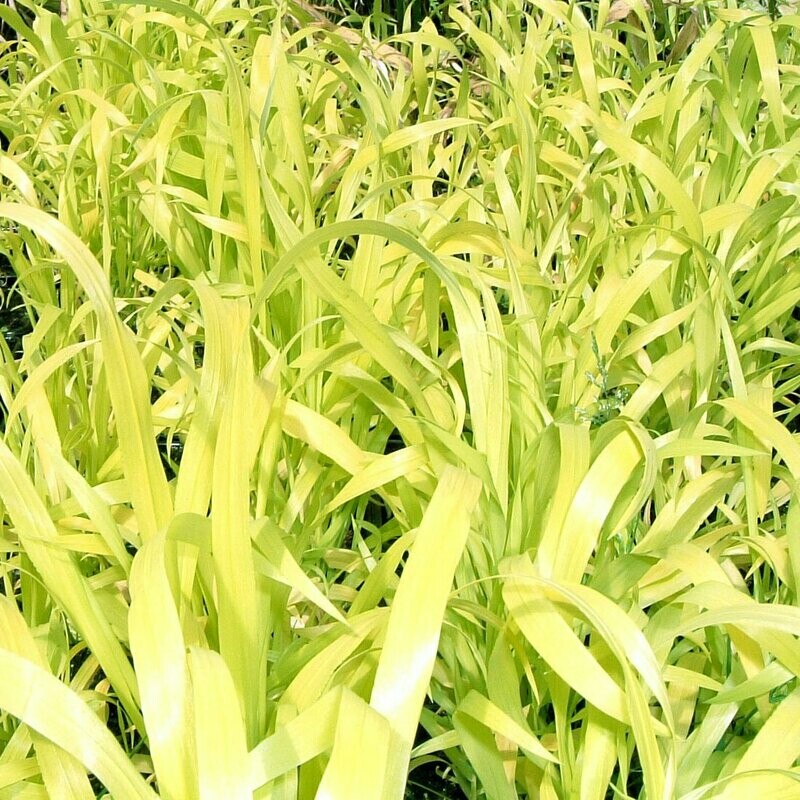 Millium effusem 'Aureum'