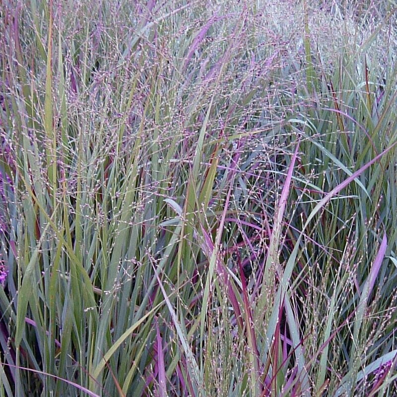 Panicum 'Prairie Sky'