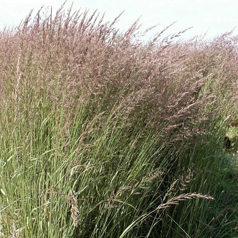 Calamagrostis x acutiflora 'Karl Foerster'