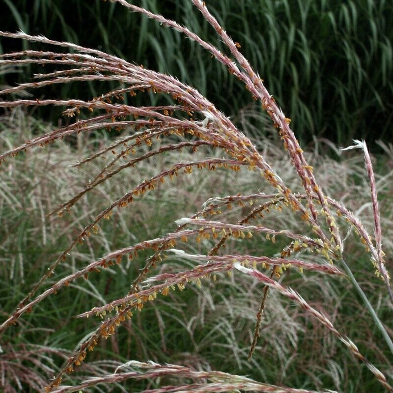 Miscanthus sinensis 'Purpurescens'