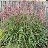 Miscanthus sinensis 'Nippon'