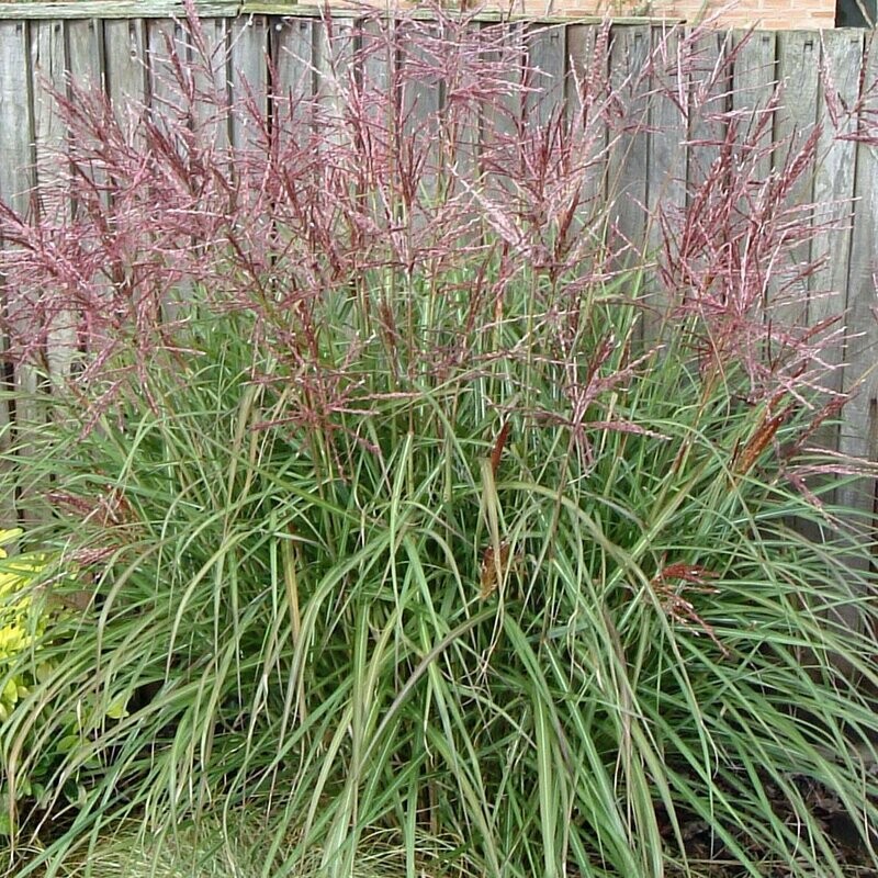 Miscanthus sinensis 'Nippon'