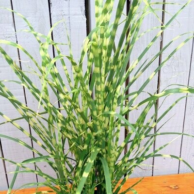 Miscanthus 'Gold Bar'