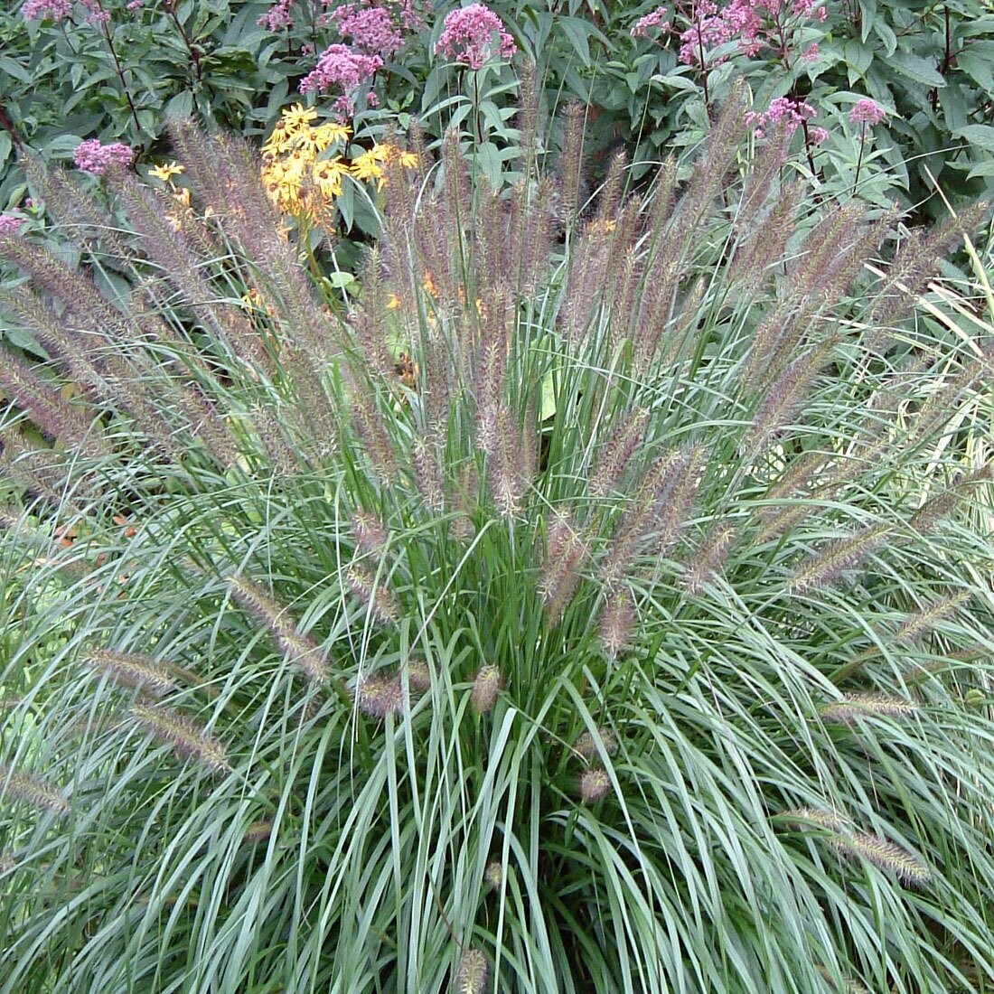 Pennisetum alopecuroides 'Red head'