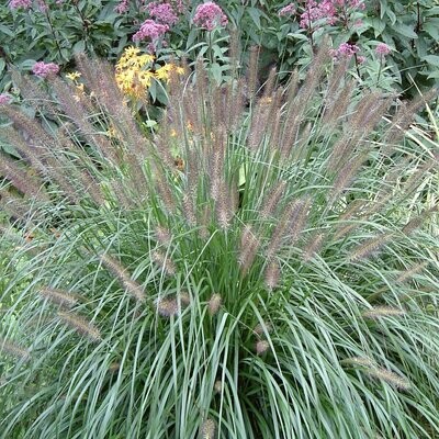 Pennisetum alopecuroides 'Red head'