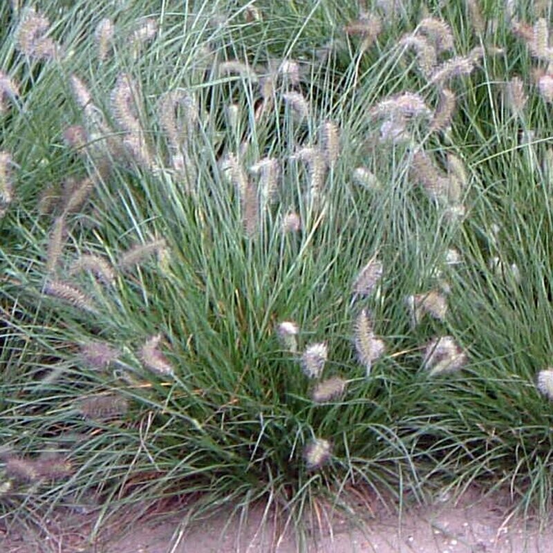 Pennisetum alopecuroides 'Little Bunny' Pennisetum alopecuroides 'Little Bunny'