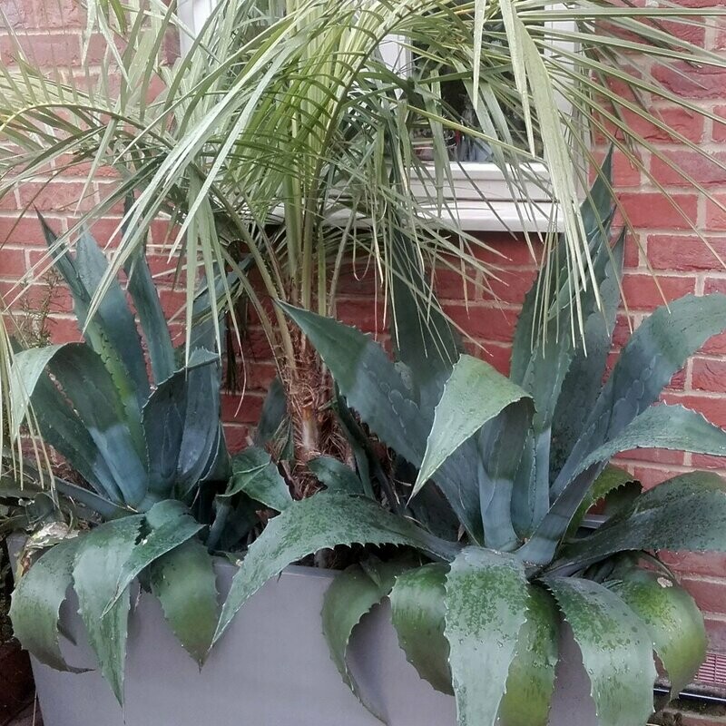 Agave americana