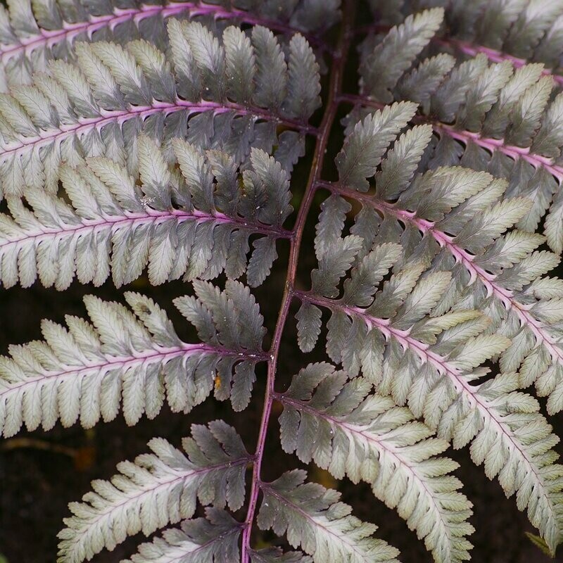 Athyrium niponicum var.  'metallicum'