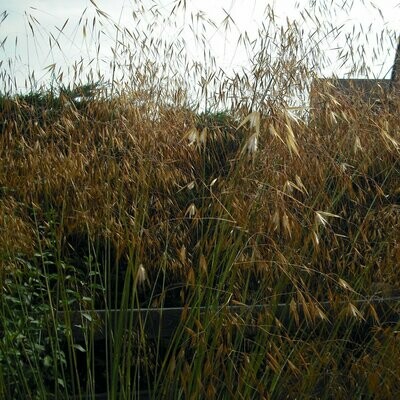 Early Season Grasses
