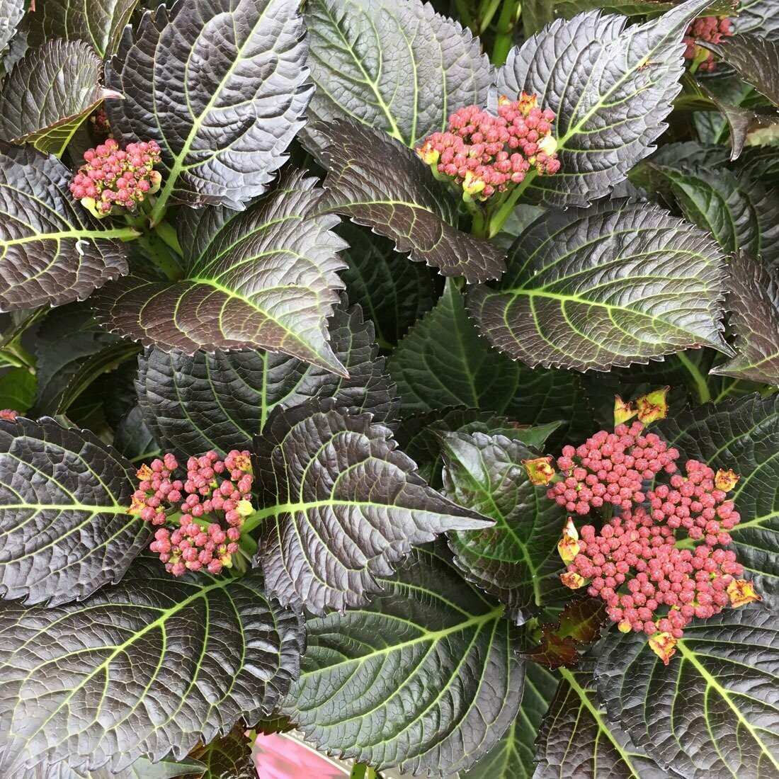 Hydrangea Macrophylla 'Dark Angel Red'