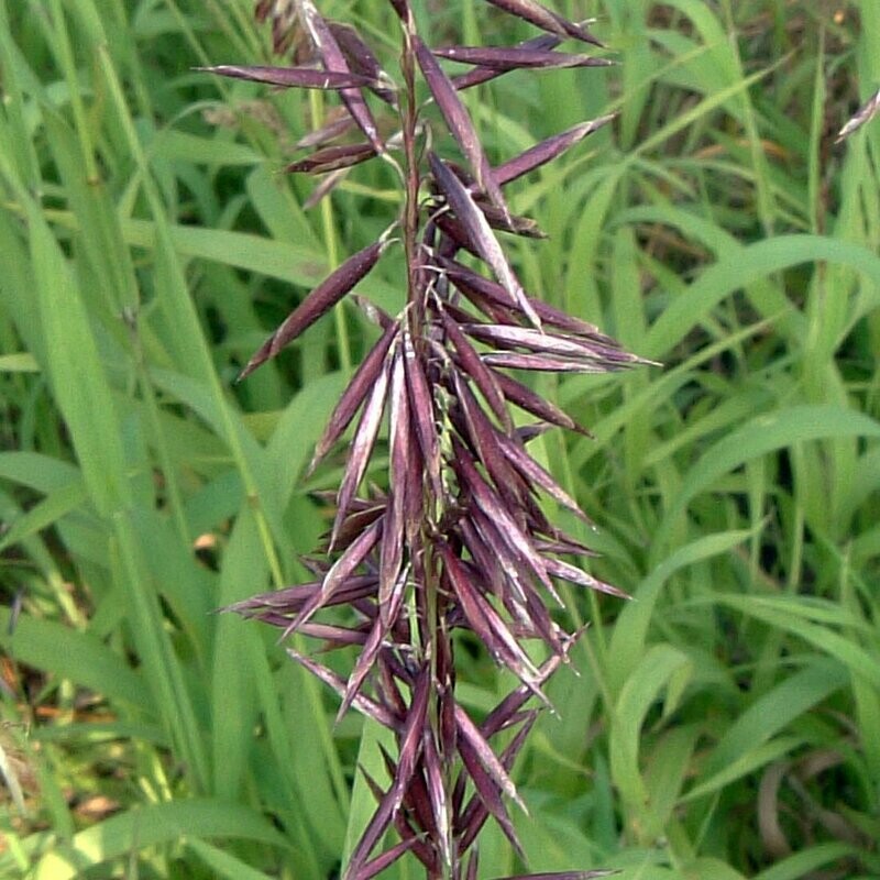 Melica Atropurpurea