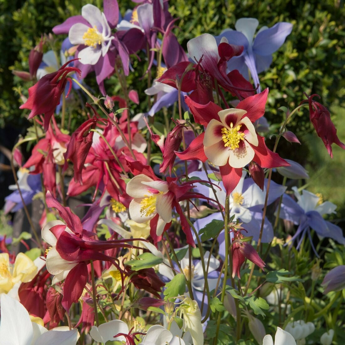 Aquilegia 'Mckana Giant Hybrids'