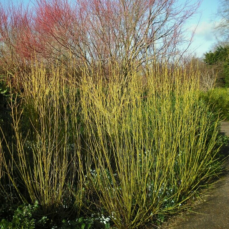 Cornus stolonifera 'Flaviramea'
