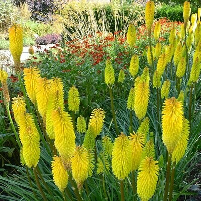 Kniphofia ' Bees lemon'