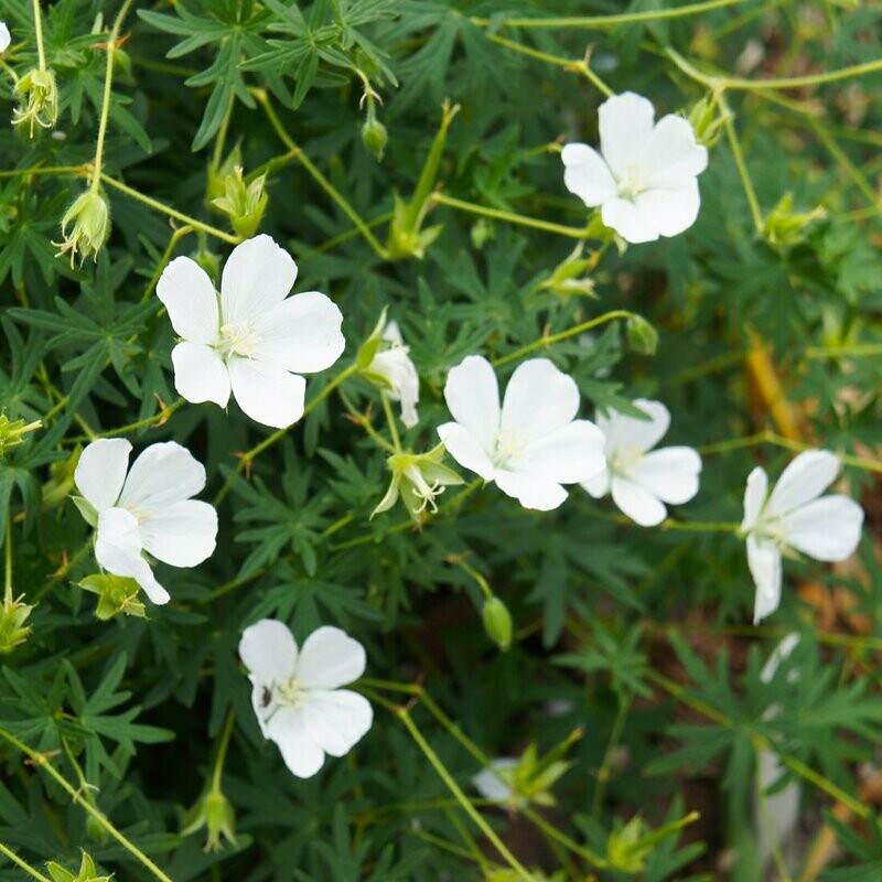 Geranium sanguineum 'Album' Geranium sanguineum 'Album'