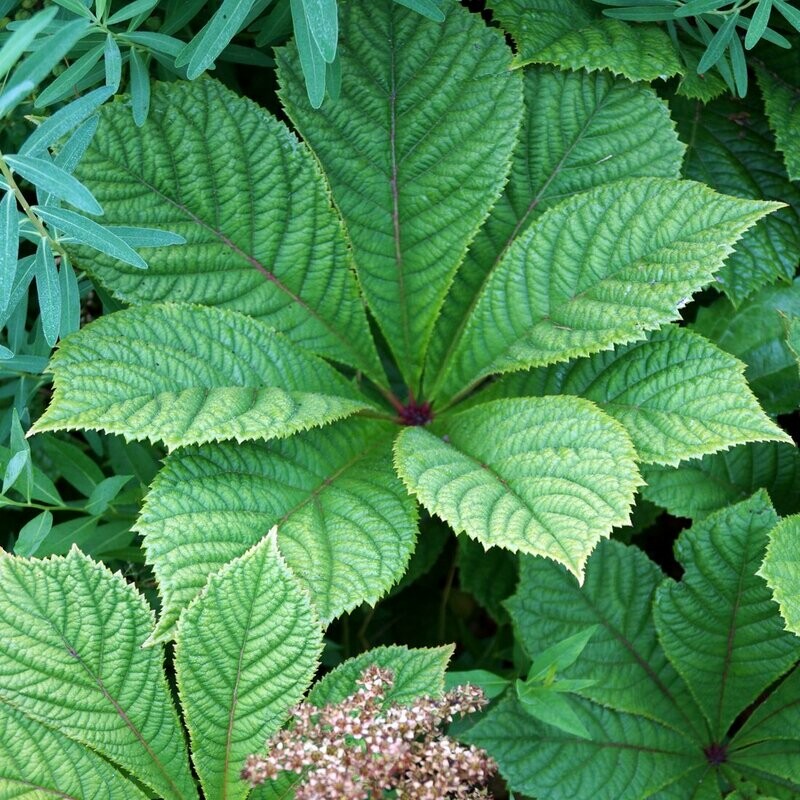 Rodgersia aesculifolia Rodgersia aesculifolia