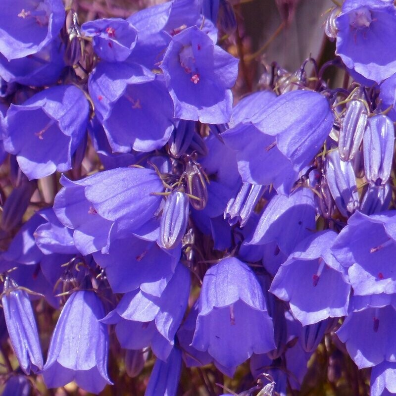 Campanula odontosepala